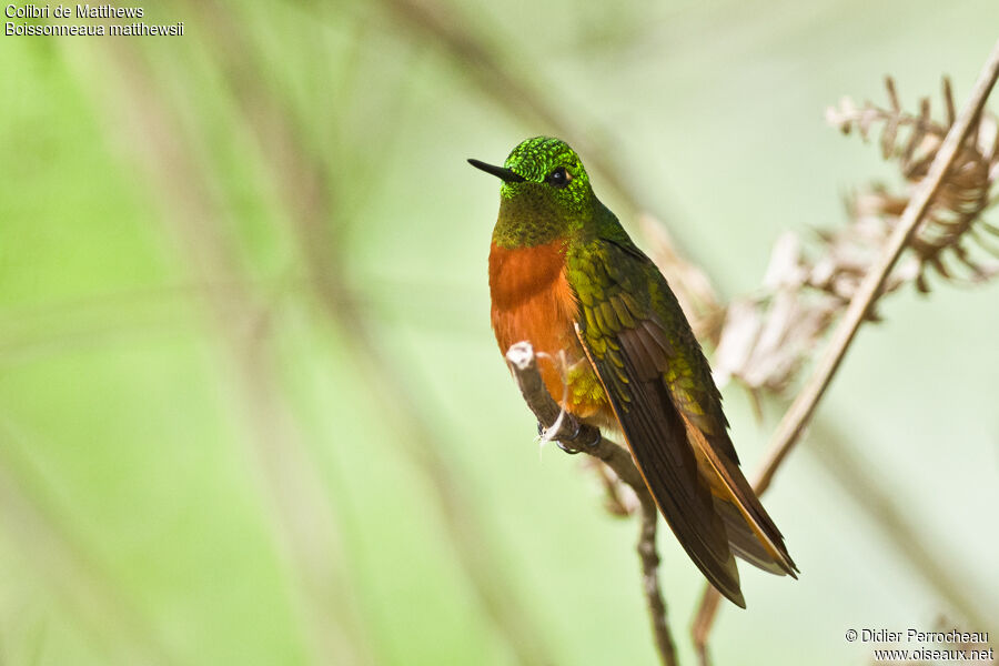 Chestnut-breasted Coronet