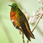 Chestnut-breasted Coronet