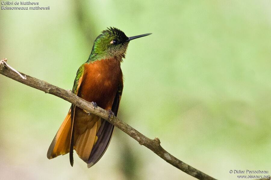 Chestnut-breasted Coronet