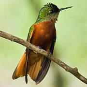 Chestnut-breasted Coronet