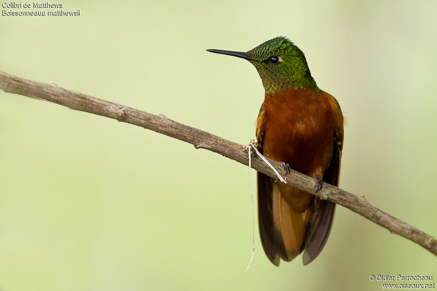 Chestnut-breasted Coronet