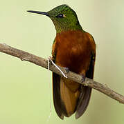 Chestnut-breasted Coronet