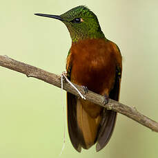 Colibri de Matthews