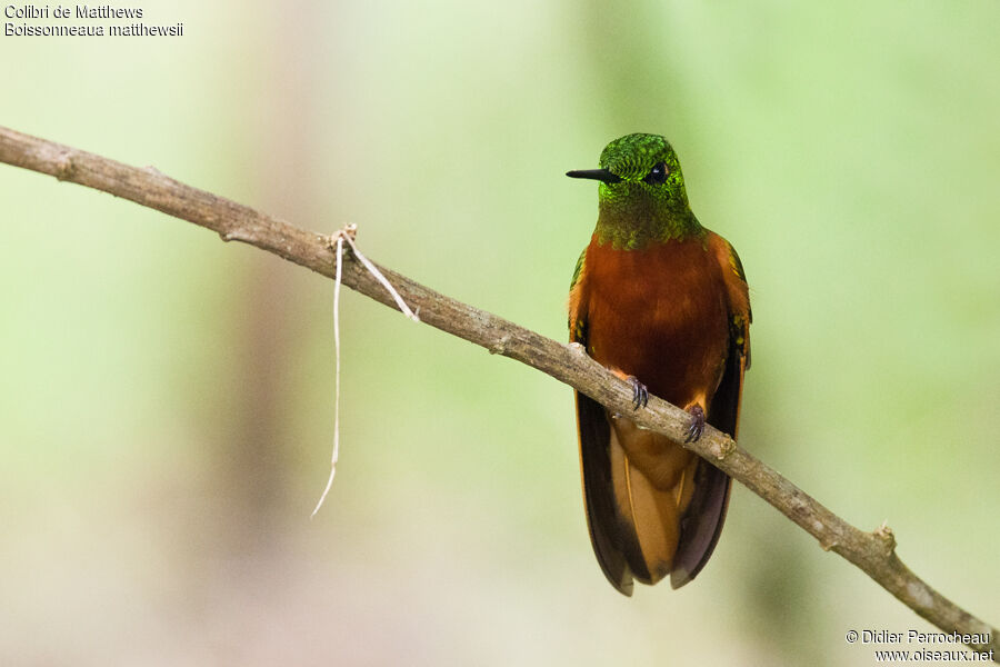 Chestnut-breasted Coronet