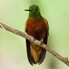 Colibri de Matthews