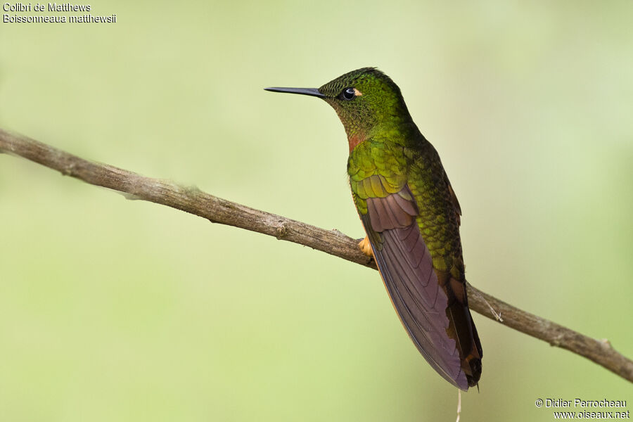 Colibri de Matthews