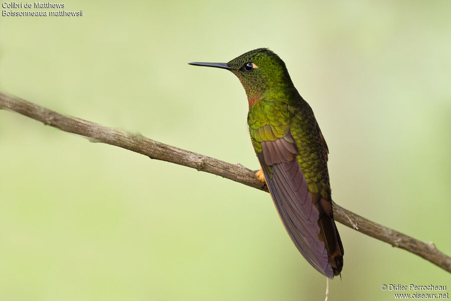 Chestnut-breasted Coronet