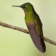 Chestnut-breasted Coronet