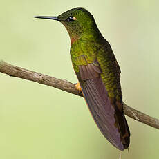 Colibri de Matthews