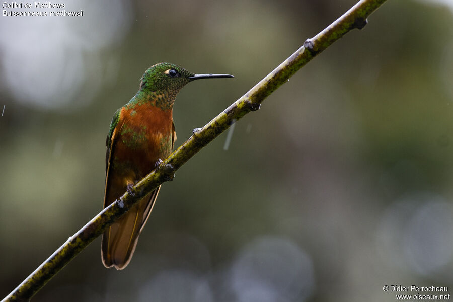 Colibri de Matthews