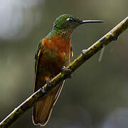 Chestnut-breasted Coronet