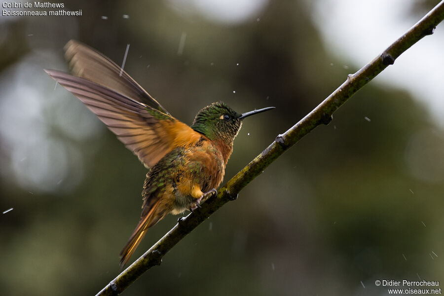 Chestnut-breasted Coronet