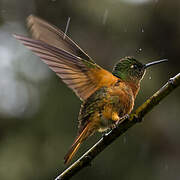 Chestnut-breasted Coronet