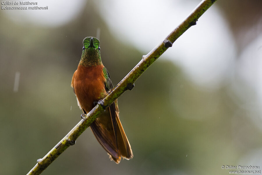 Chestnut-breasted Coronet