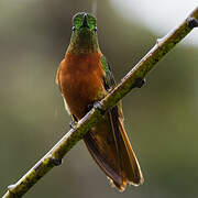 Chestnut-breasted Coronet