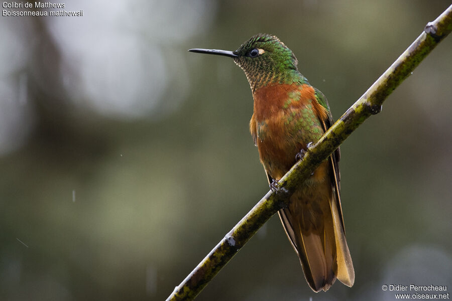 Chestnut-breasted Coronet