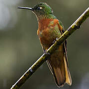 Chestnut-breasted Coronet