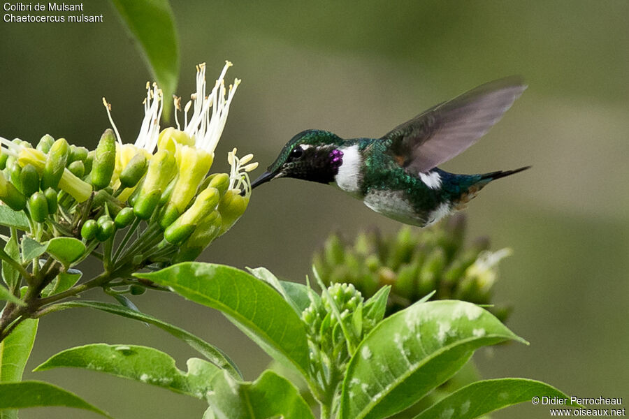 White-bellied Woodstar male adult