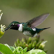 White-bellied Woodstar