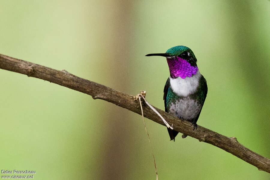 White-bellied Woodstar male adult, close-up portrait