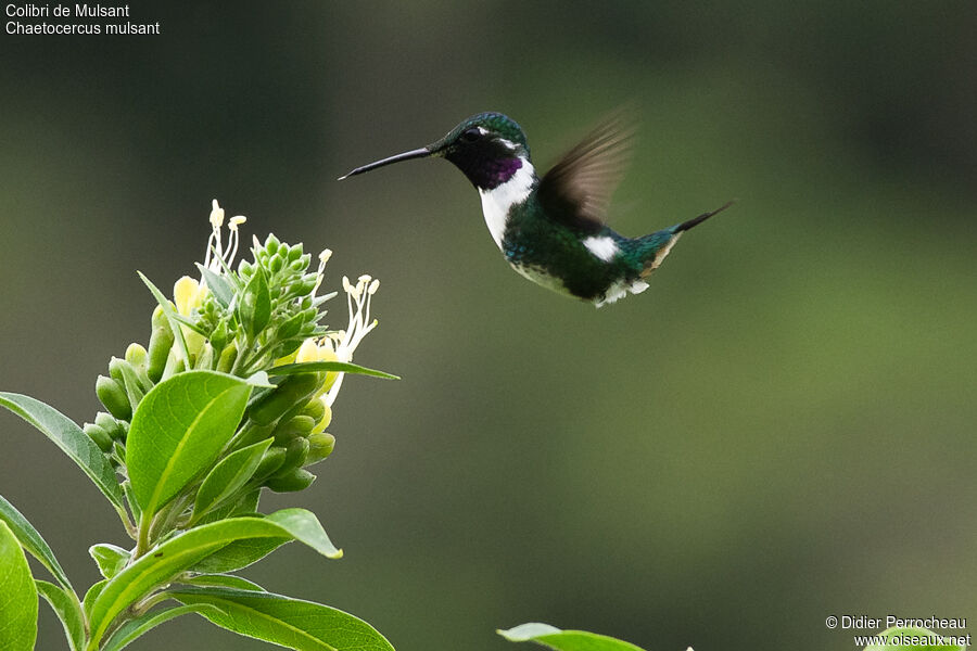 Colibri de Mulsant