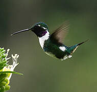 White-bellied Woodstar