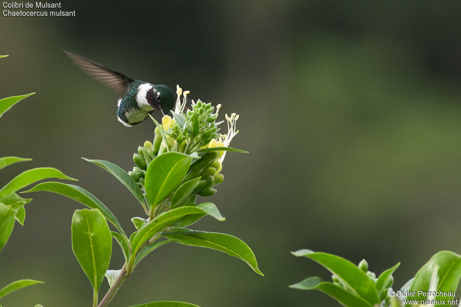 White-bellied Woodstar