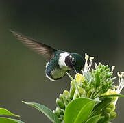 White-bellied Woodstar