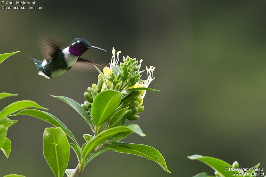 White-bellied Woodstar