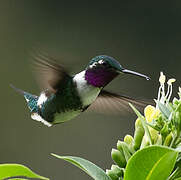 White-bellied Woodstar