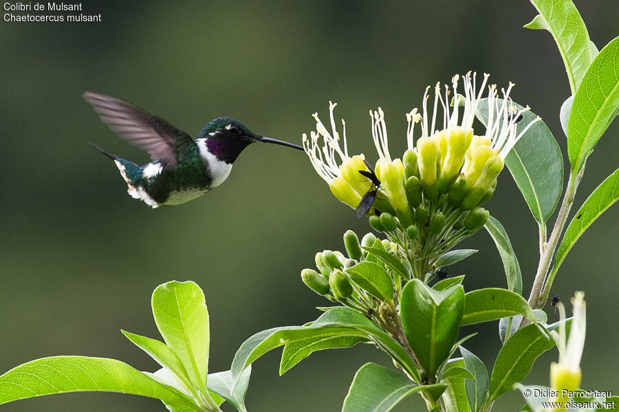 Colibri de Mulsant