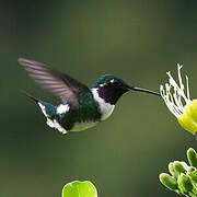 White-bellied Woodstar