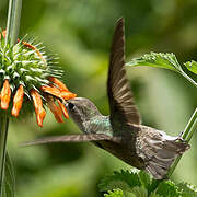 Spot-throated Hummingbird