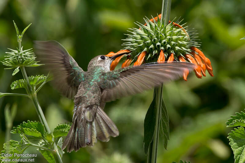 Spot-throated Hummingbirdadult, pigmentation, Flight, eats