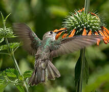 Spot-throated Hummingbird