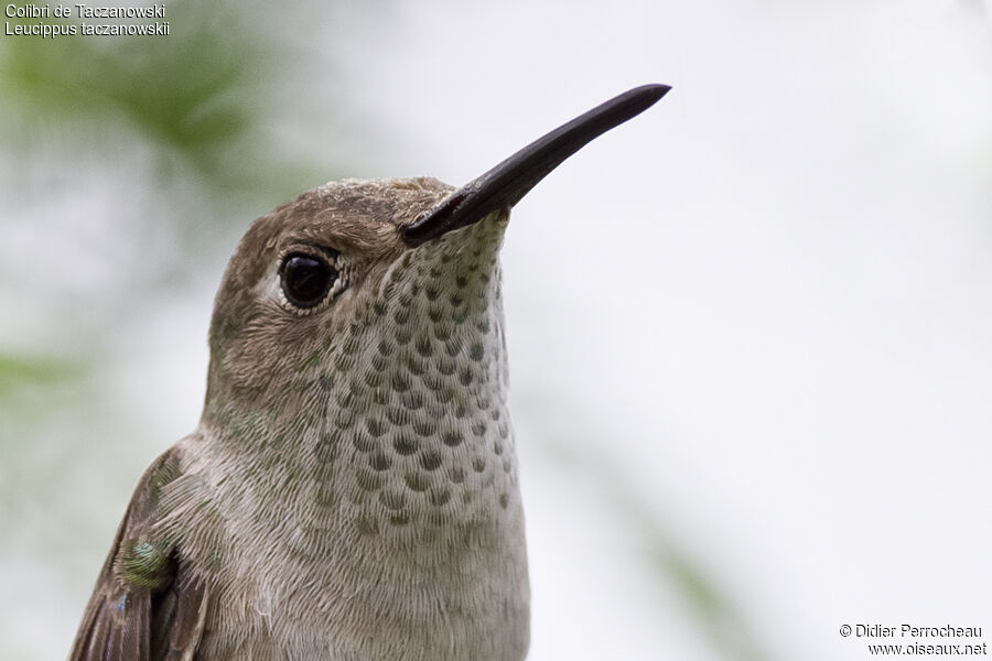 Colibri de Taczanowski