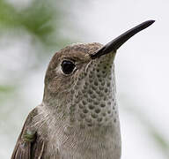 Spot-throated Hummingbird