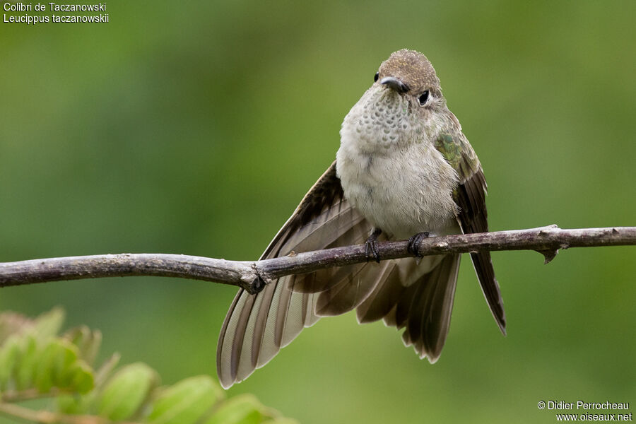 Colibri de Taczanowski