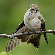 Spot-throated Hummingbird