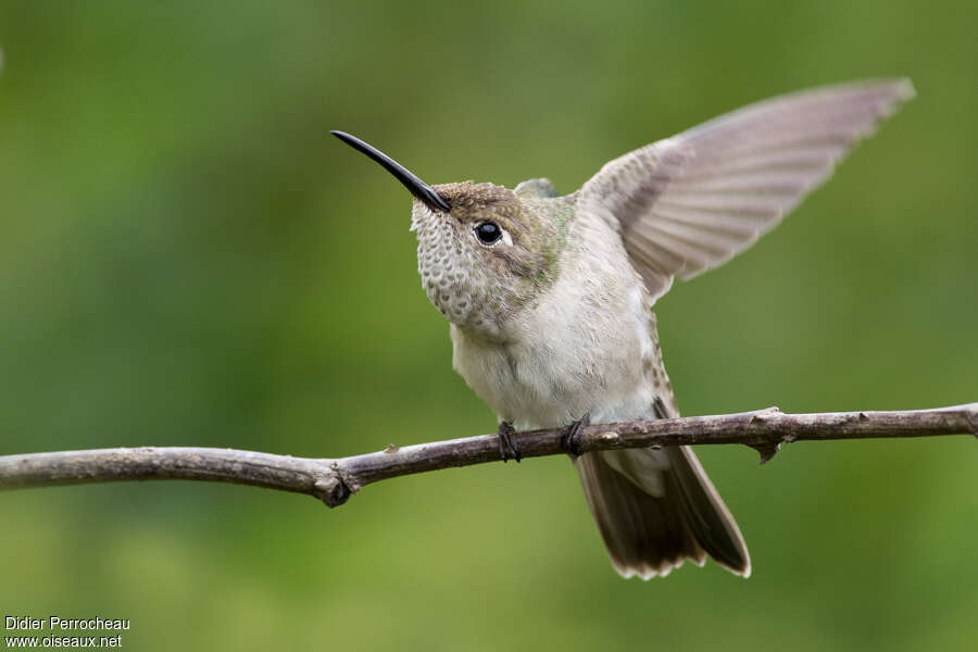 Spot-throated Hummingbirdadult, Flight