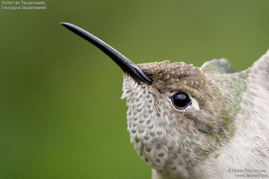 Colibri de Taczanowski