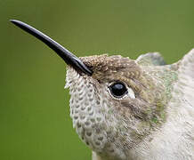 Spot-throated Hummingbird