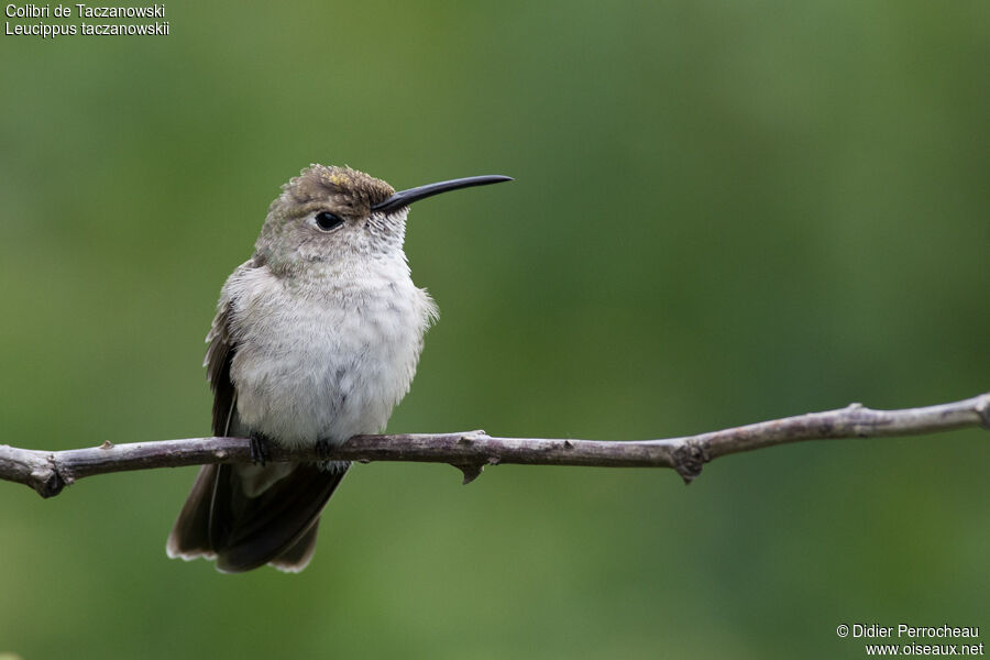 Colibri de Taczanowski