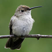 Spot-throated Hummingbird