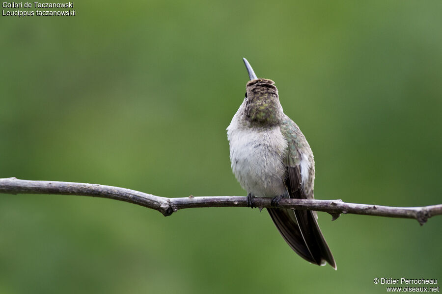 Spot-throated Hummingbird