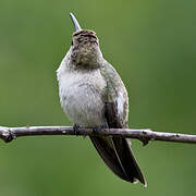 Spot-throated Hummingbird