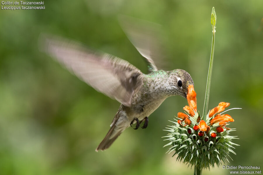 Colibri de Taczanowski