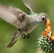 Spot-throated Hummingbird