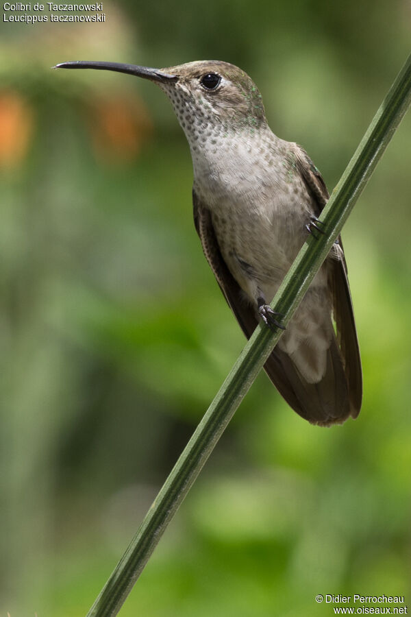 Spot-throated Hummingbird