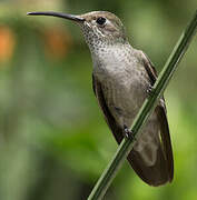 Spot-throated Hummingbird